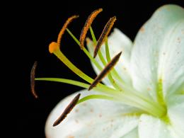 flowercloseup